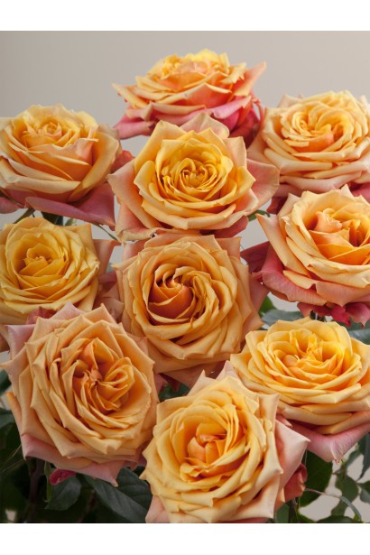 Щільні махрові квіти троянди Черрі Бренді